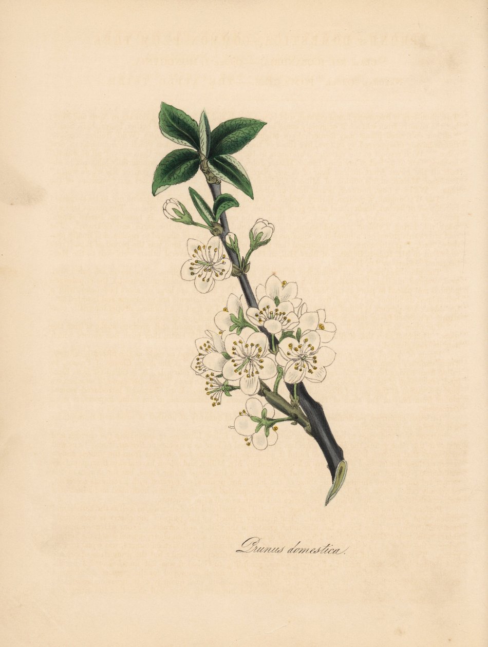 Pflaumenbaum - Gemeiner Pflaumenbaum, Prunus domestica. Aus einer Illustration von James Sowerby aus William Woodville