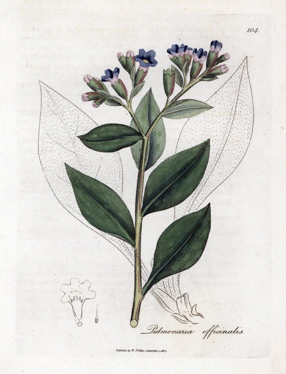 Lungenkraut, Pulmonia officinalis. Handkolorierter Kupferstich aus einer botanischen Illustration von James Sowerby aus William Woodville und Sir William Jackson Hooker