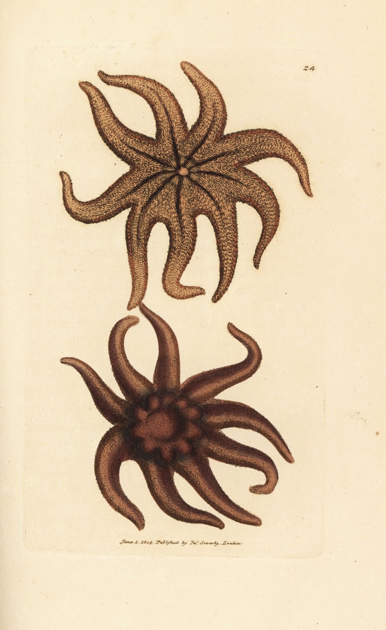 Purpur-Sonnenstern, Solaster endeca (Neunstrahliger Seestern, Asterias endeca). Handkolorierter Kupferstich von James Sowerby aus The British Miscellany, oder Coloured figures of new, rare, or little known animal subjects. von James Sowerby