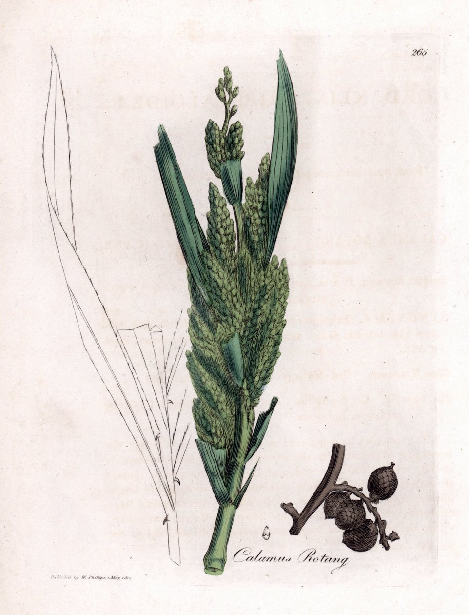 Rattanpalme, Calamus rotang von James Sowerby