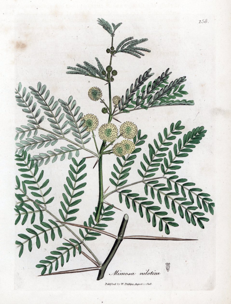 Roter Gummi - Gummiarabikabaum, Acacia nilotica. Handkolorierte Kupferstich-Illustration von James Sowerby aus William Woodville und Sir William Jackson Hookers „Medical Botany“, John Bohn, London von James Sowerby