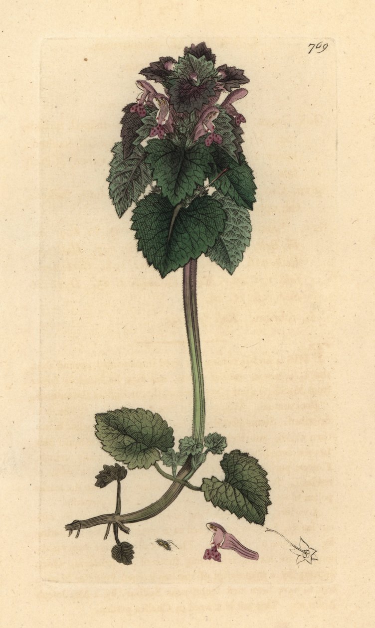 Rote Taubnessel, Lamium purpureum, handkolorierter Kupferstich nach einer Zeichnung von James Sowerby für James Smiths 