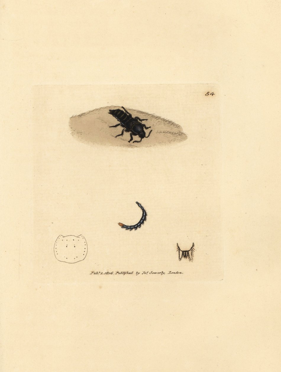 Kurzflügelkäfer, Velleius dilatatus (Gezähnter Staphylinus, Staphylinus concolor). Handkolorierte Kupferstichgravur von James Sowerby aus The British Miscellany, oder Coloured figures of new, rare, or little known animal subjects. von James Sowerby