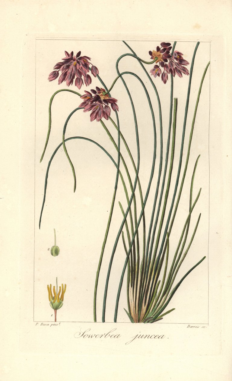 Binsenlilie, Sowerbaea juncea, heimisch in Australien. Benannt nach dem botanischen Künstler James Sowerby. Handkolorierter Punktstich auf Kupfer von Barrois nach einer botanischen Illustration von Pancrace Bessa aus Mordant de Launays Herbier General de l von James Sowerby