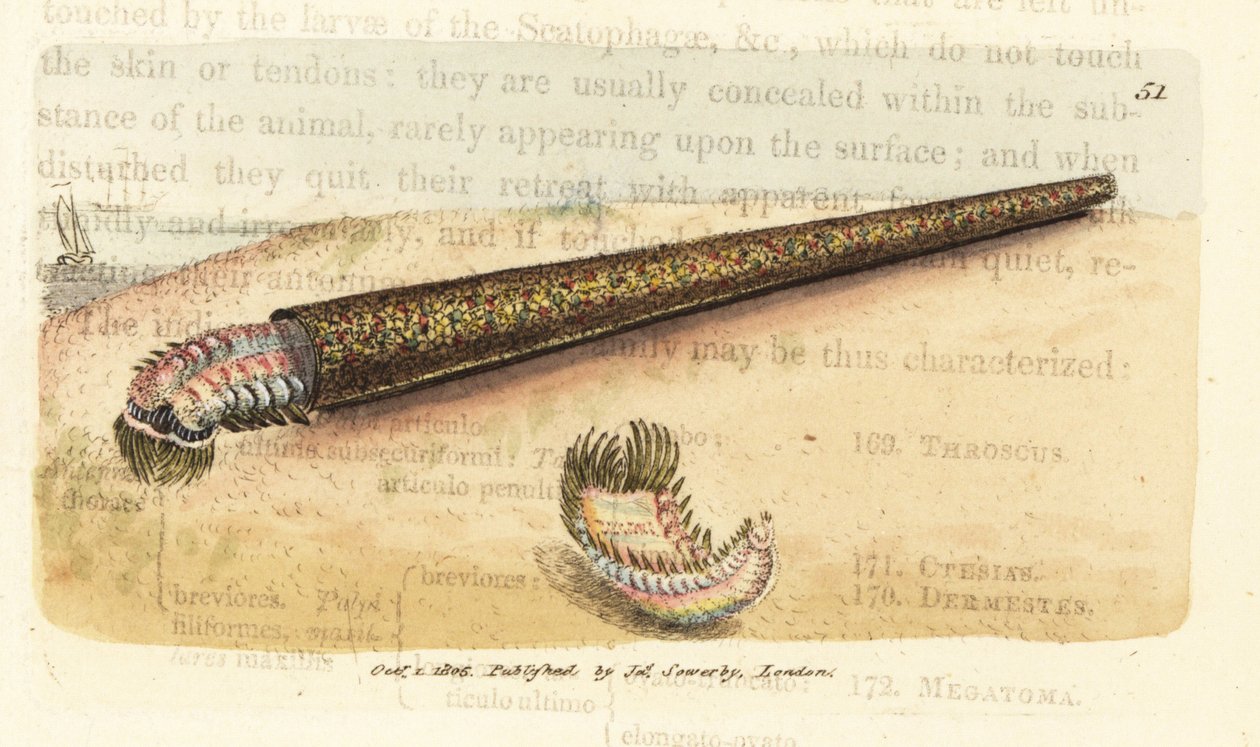 Sandröhrenbauender Annelidenfächerwurm, Pectinaria belgica (Nereis pectinata). Handkolorierte Kupferstichgravur von James Sowerby aus The British Miscellany, oder Coloured figures of new, rare, or little known animal subjects. von James Sowerby