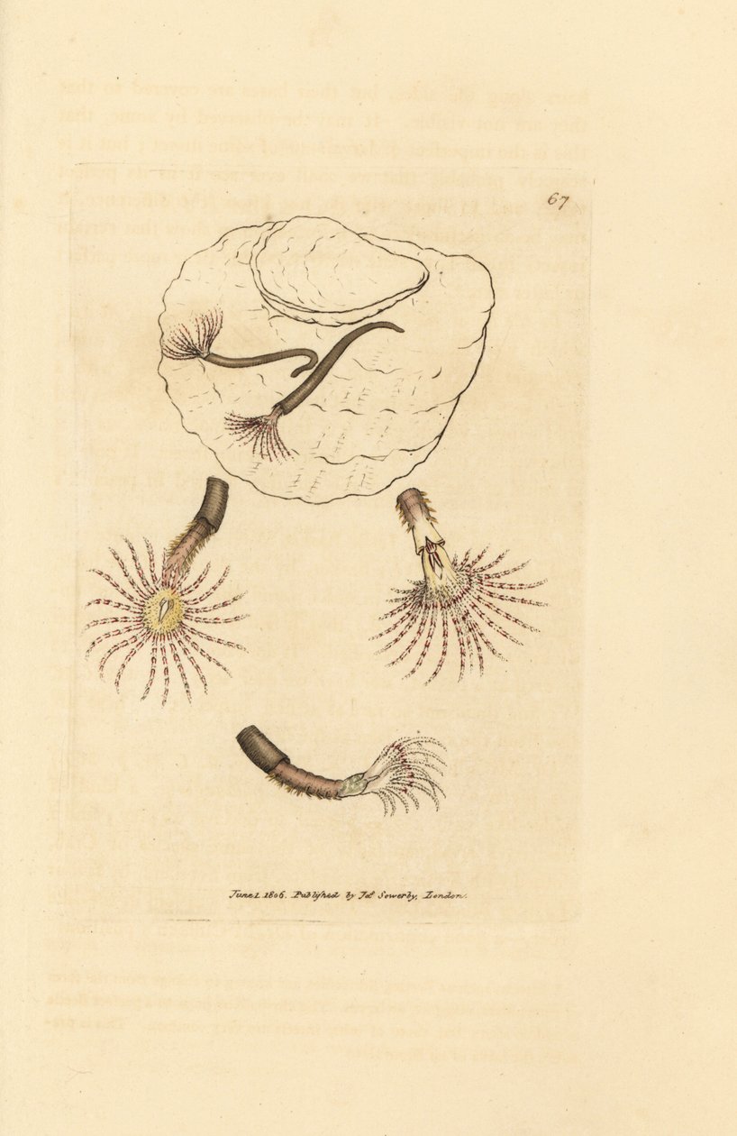 Sandwurm mit purpurroten Fühlern, Amphitrite rosea. Handkolorierter Kupferstich von James Sowerby aus The British Miscellany, or Coloured figures of new, rare, or little known animal subjects von James Sowerby