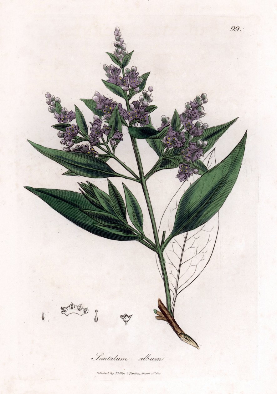 Sandelholz, Santalum album von James Sowerby
