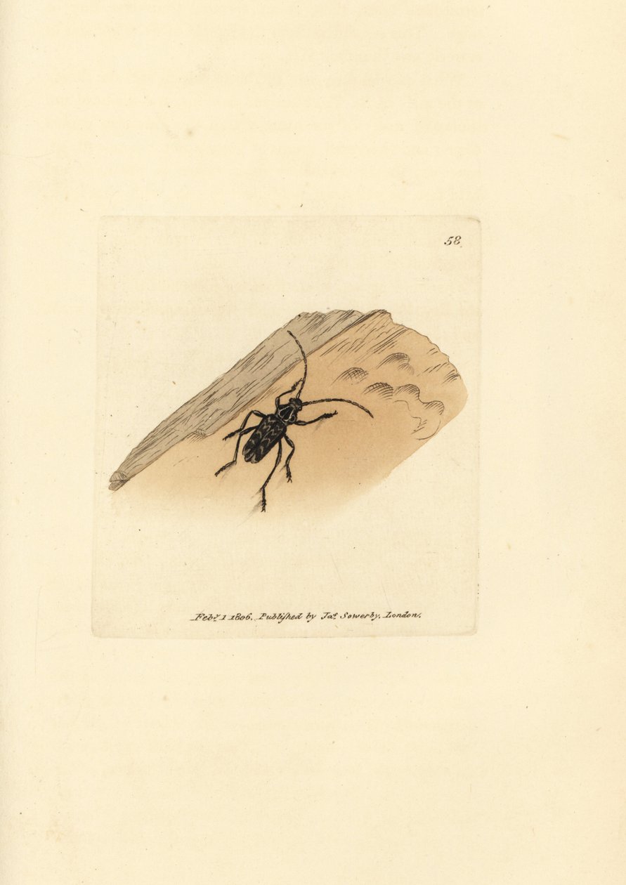 Sarosesthes fulminans Käfer (Cerambyx fulminans). Handkolorierter Kupferstich von James Sowerby aus The British Miscellany, oder Coloured figures of new, rare, or little known animal subjects. von James Sowerby