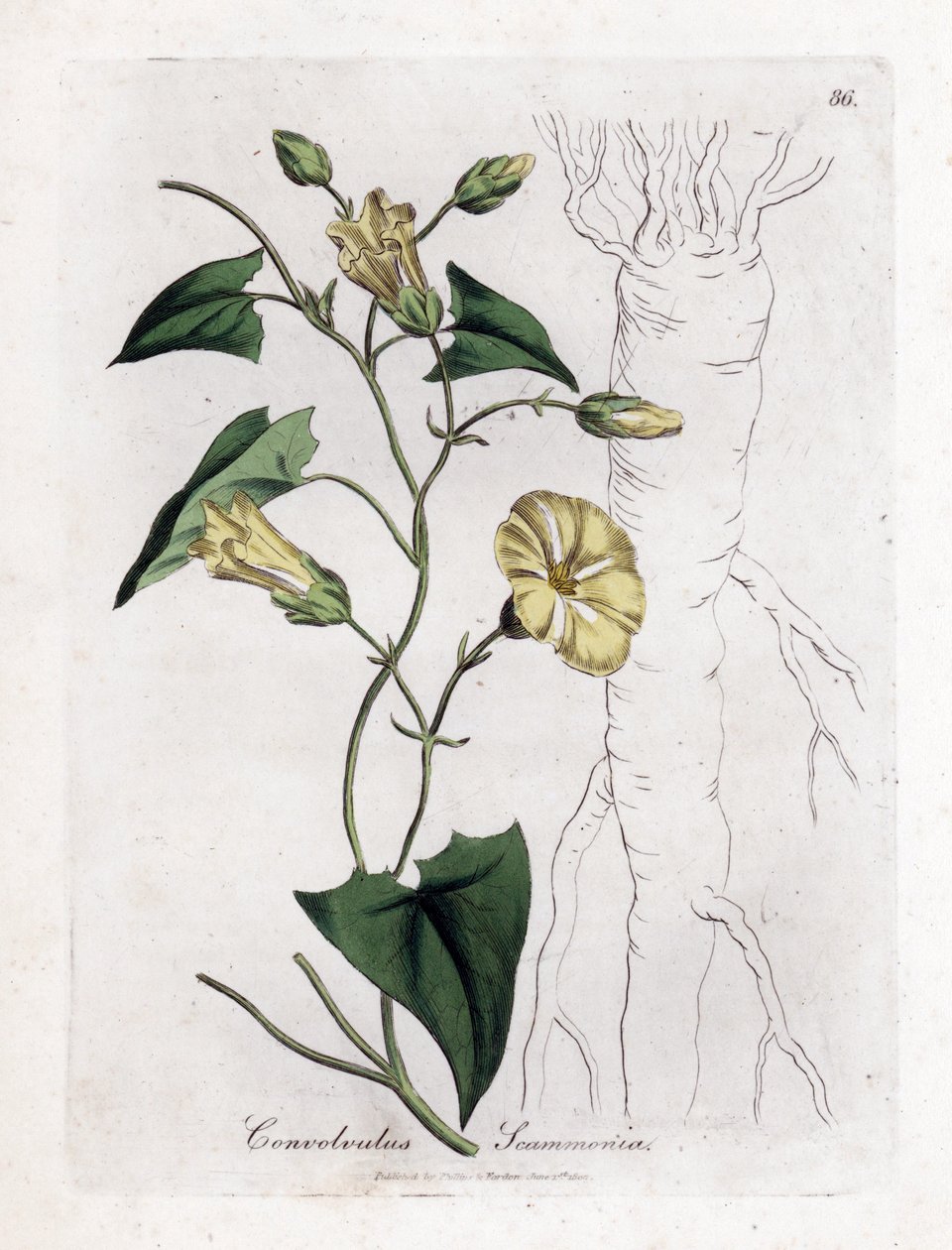 Scamonee - Scammony-Winde, Convolvulus scammonia. Handkolorierte Kupferstichgravur von James Sowerby aus William Woodville und Sir William Jackson Hooker