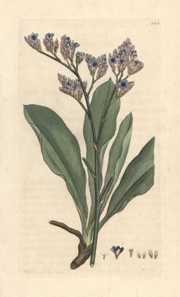 Strandflieder, Limonium vulgare. Handkolorierter Kupferstich nach einer Illustration von James Sowerby aus James Smith