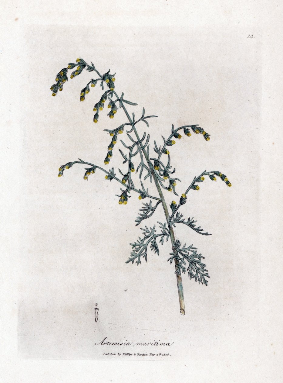 Meer-Wermut, Artemisia maritima von James Sowerby