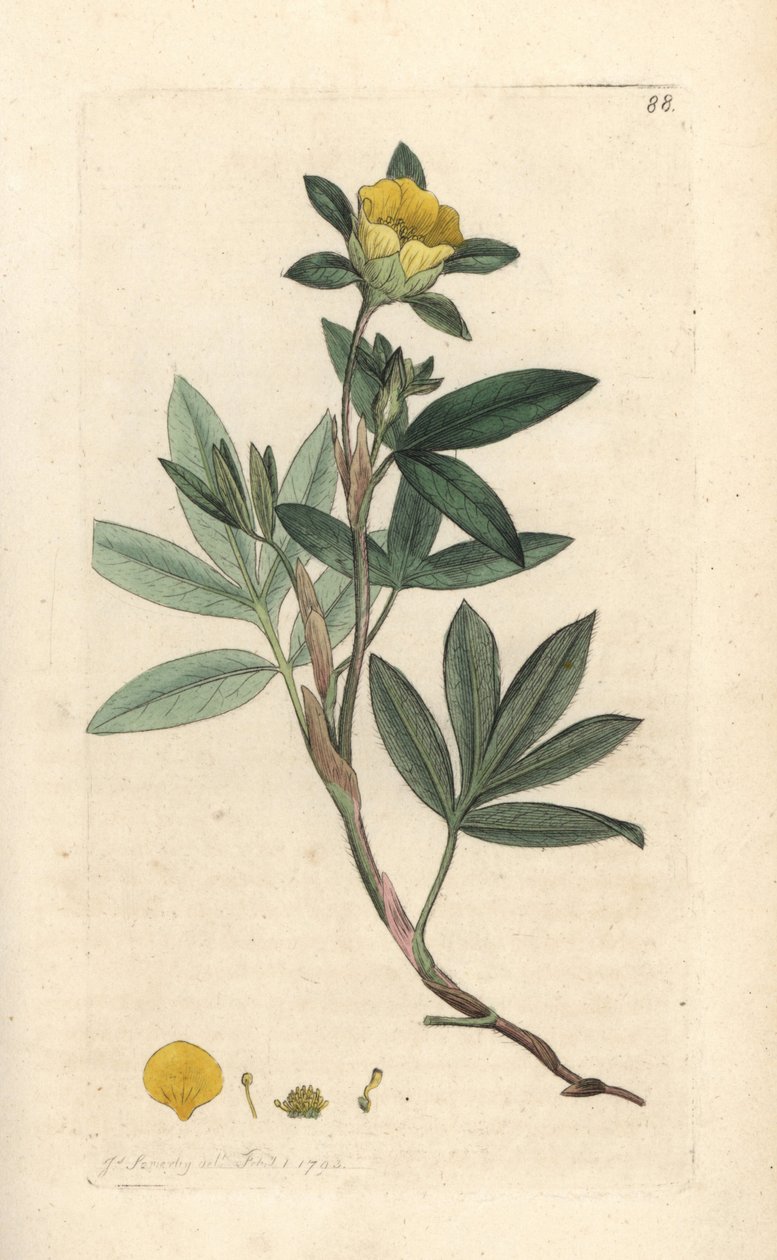 Strauch-Fingerkraut, Dasiphora fruticosa von James Sowerby