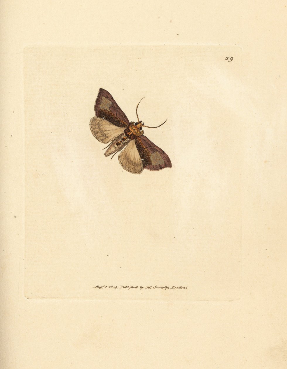 Schlanke, glänzende Brassels, Thysanoplusia orichalcea (Yorkshire glänzende Brassels-Motte; Phalaena Noctua aerifera). Handkolorierter Kupferstich von James Sowerby aus The British Miscellany, oder Coloured figures of new, rare, or little known animal subj von James Sowerby