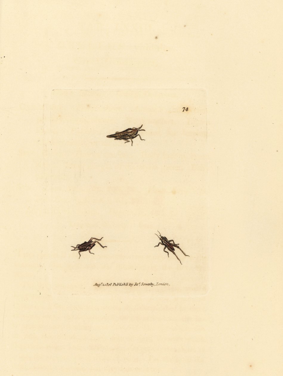 Schlanker Grashüpfer, Tetrix subulata (AWL-förmiges Acrydium, Acrydium subulatum). Handkolorierter Kupferstich von James Sowerby aus The British Miscellany, oder Coloured figures of new, rare, or little known animal subjects. von James Sowerby
