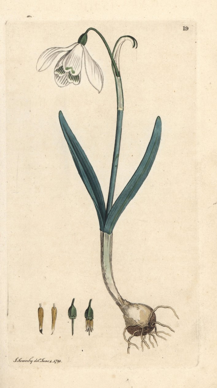Schneeglöckchen, Galanthus nivalis. Handkolorierter Kupferstich nach einer Illustration von James Sowerby aus James Smith