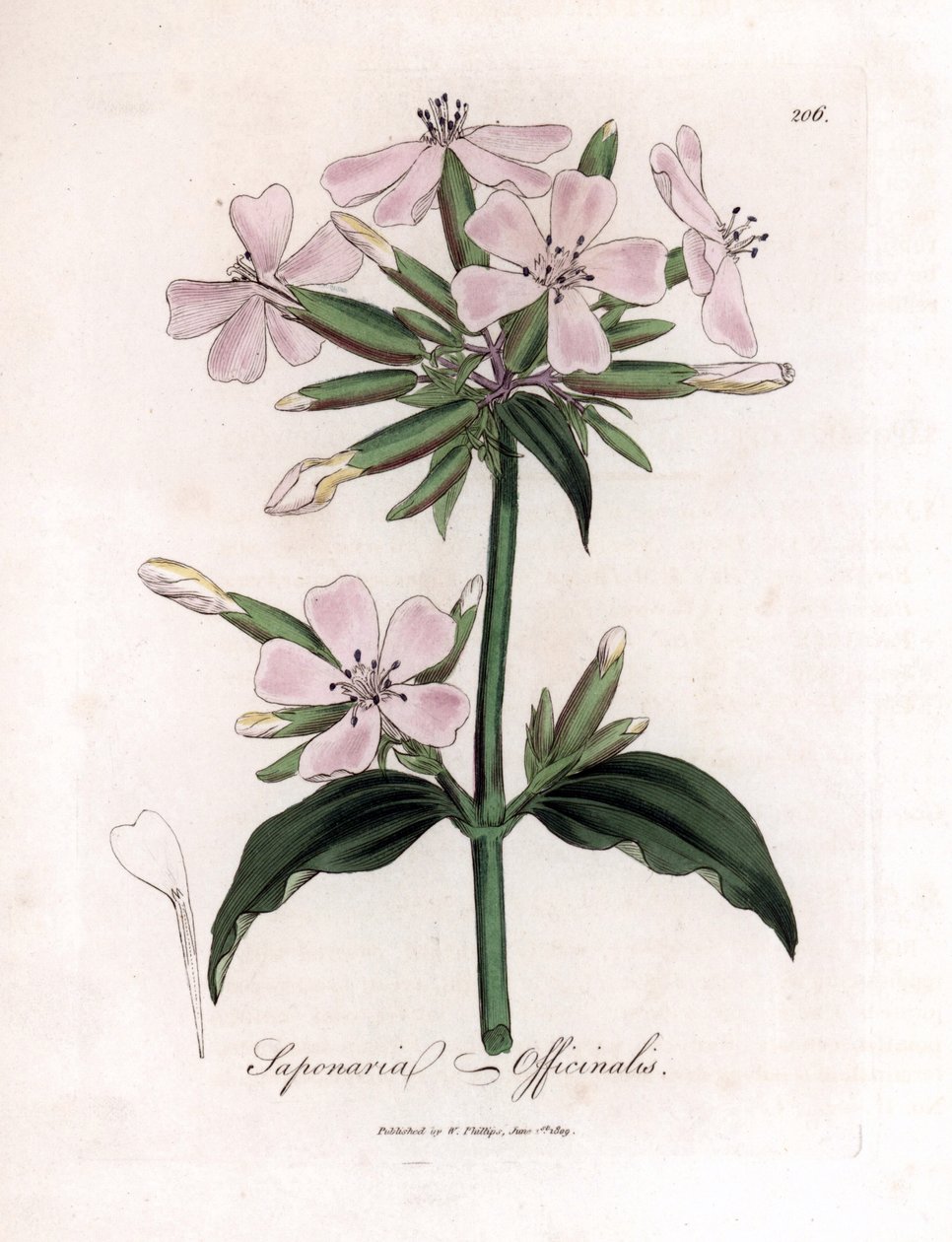 Seifenkraut, Saponaria officinalis. Handkolorierte Kupferstich-Illustration von James Sowerby aus William Woodville und Sir William Jackson Hookers „Medical Botany“, John Bohn, London von James Sowerby