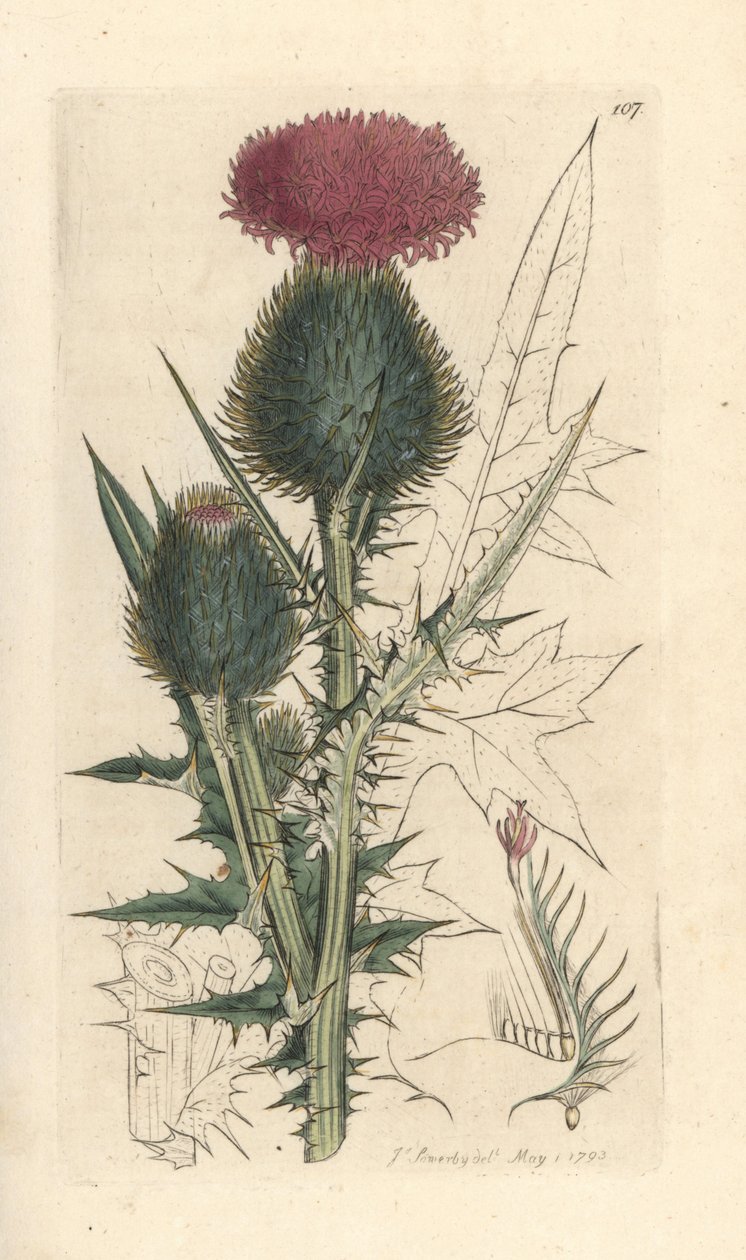 Lanzett-Kratzdistel, Cirsium vulgare. Handkolorierter Kupferstich nach einer Illustration von James Sowerby aus James Smiths English Botany, London von James Sowerby
