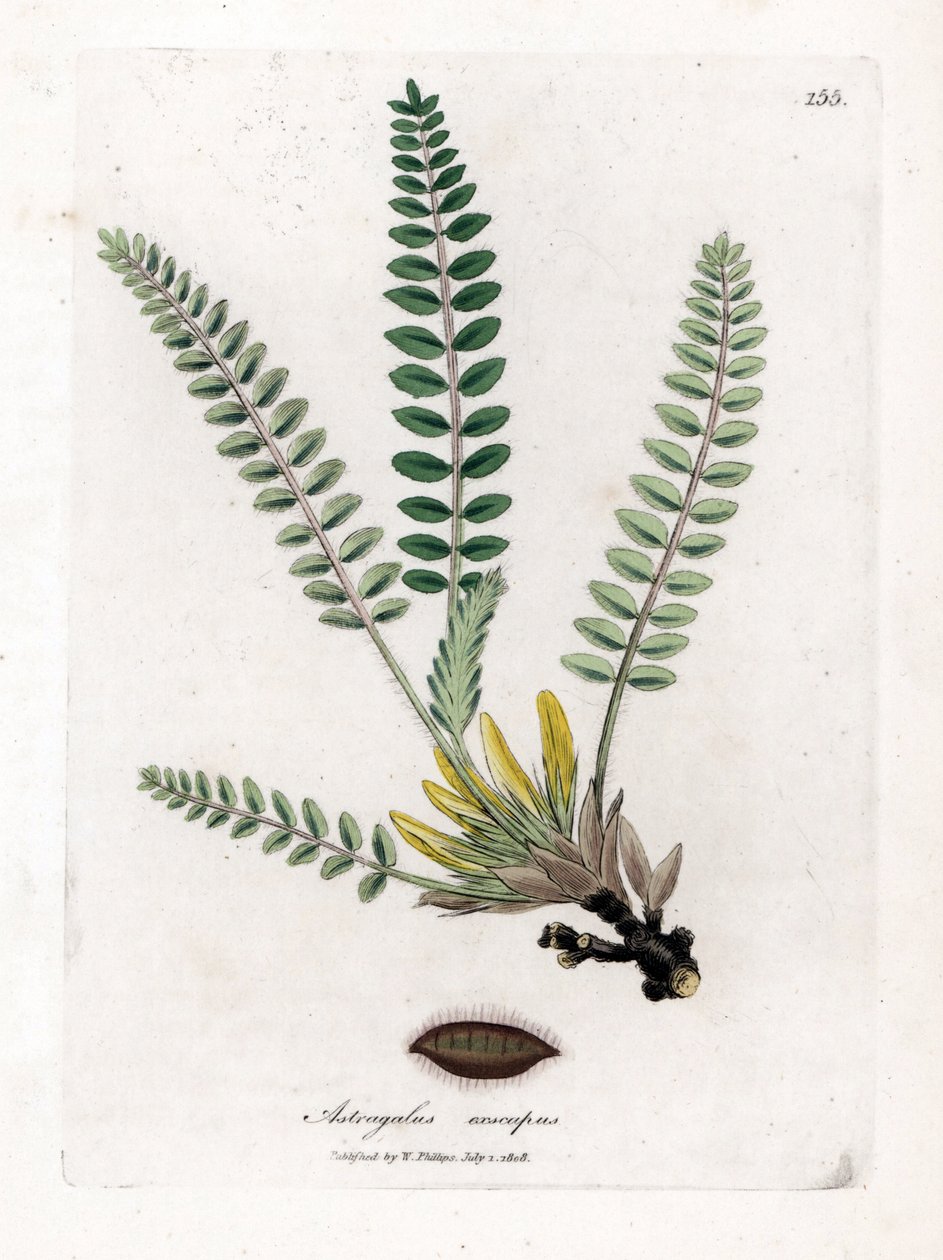 Stängelloser Astragalus - Stängelloser Tragant, Astragalus excapus. Handkolorierte Kupferstichgravur aus einer botanischen Illustration von James Sowerby aus William Woodville und Sir William Jackson Hooker