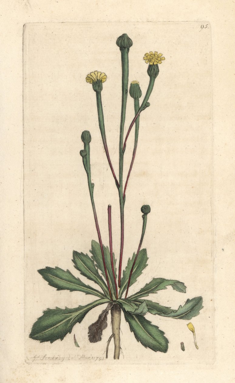 Zwerg-Lattich, Arnoseris minima. Handkolorierter Kupferstich nach einer Illustration von James Sowerby aus James Smith