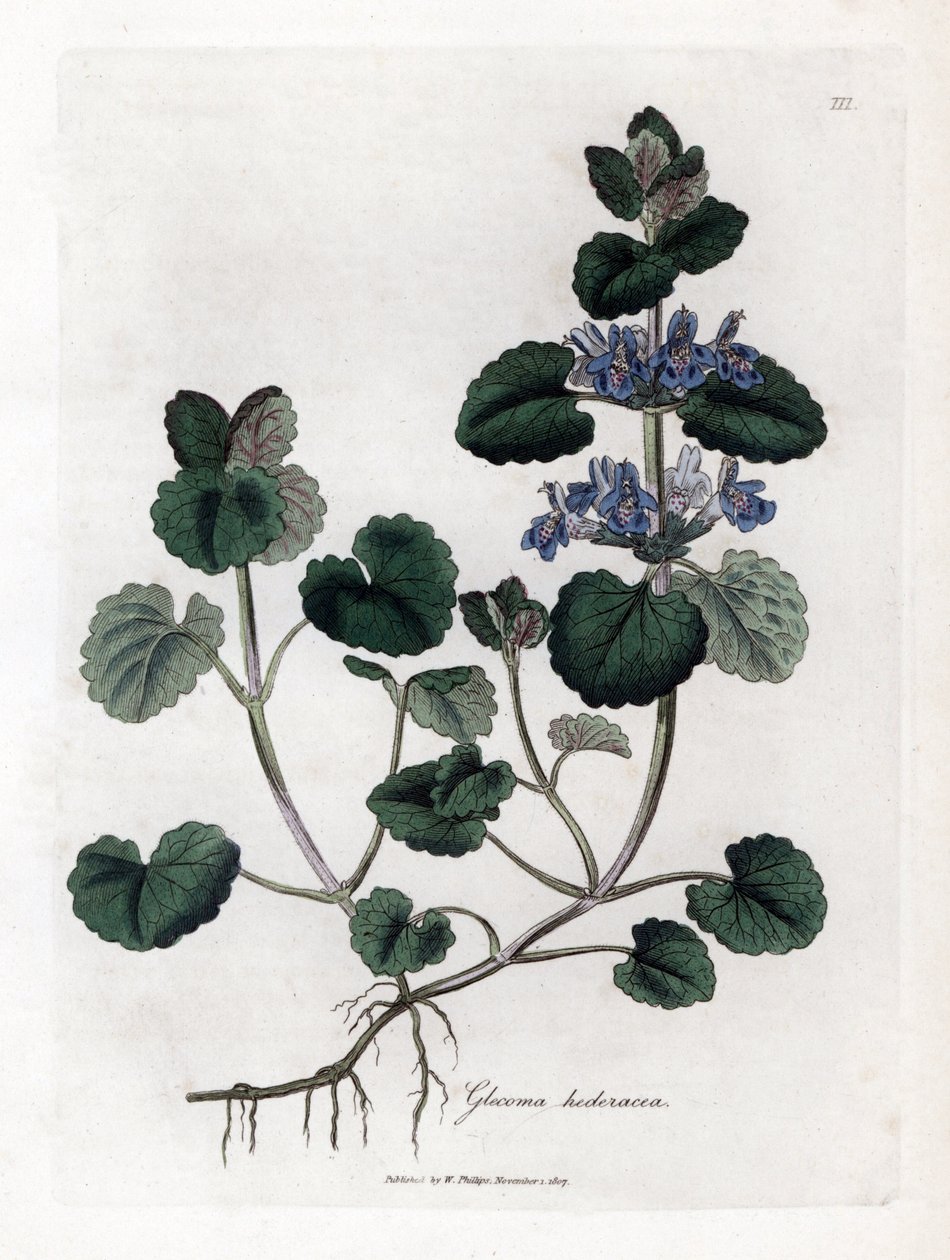 Efeu am Boden - Gundermann, Glechoma hederacea. Handkolorierte Kupferstichgravur aus einer botanischen Illustration von James Sowerby aus William Woodville und Sir William Jackson Hooker