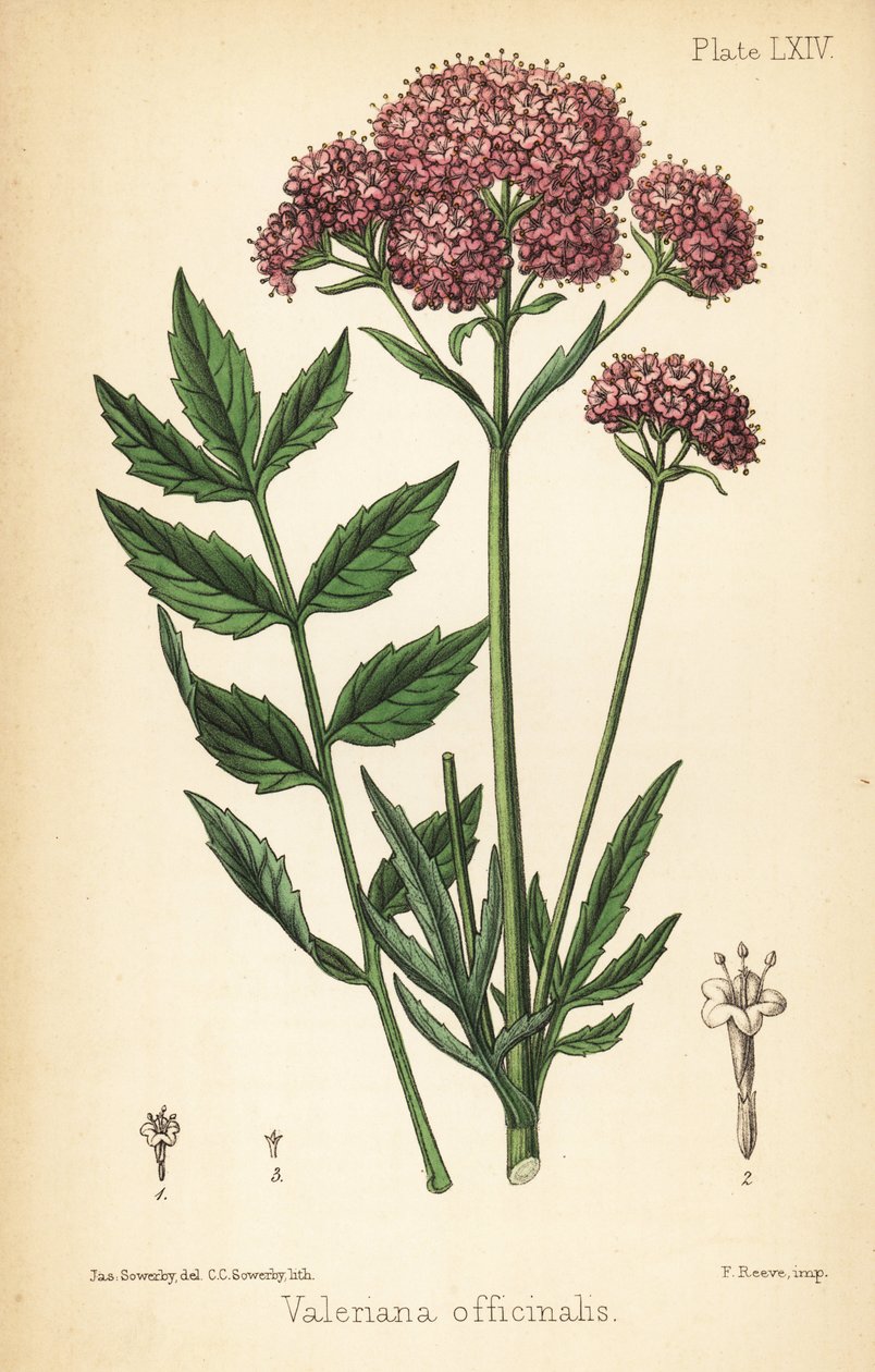 Baldrian, Valeriana officinalis von James Sowerby