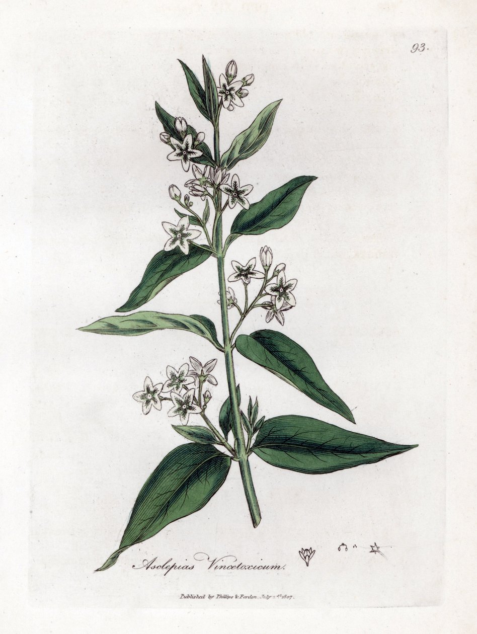 Schwalbenwurz, Asclepias vincetoxicum von James Sowerby
