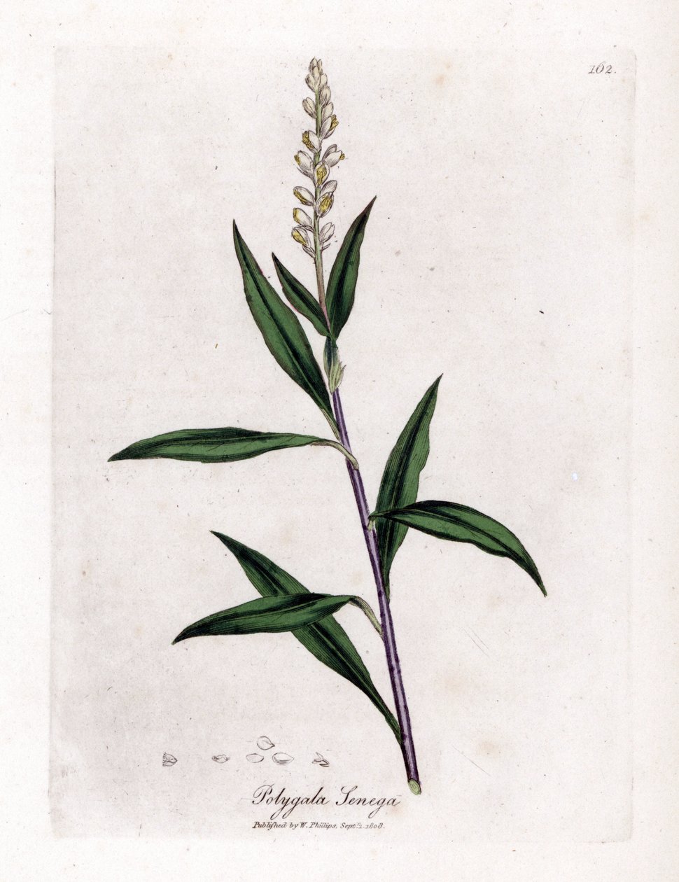 Virginia Polygale oder Milchgras - Senega, Polygala senega von James Sowerby