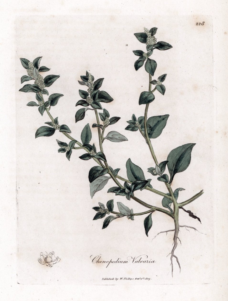 Stinkender Gänsefuß, Chenopodium vulvaria. Handkolorierte Kupferstichgravur aus einer botanischen Illustration von James Sowerby aus William Woodville und Sir William Jackson Hooker