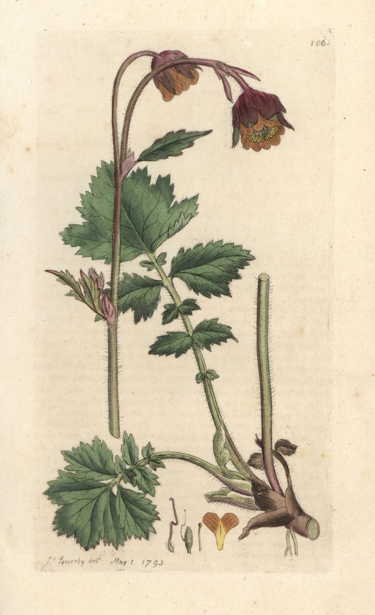 Bach-Nelkenwurz, Geum rivale. Handkolorierter Kupferstich nach einer Illustration von James Sowerby aus James Smiths English Botany, London von James Sowerby
