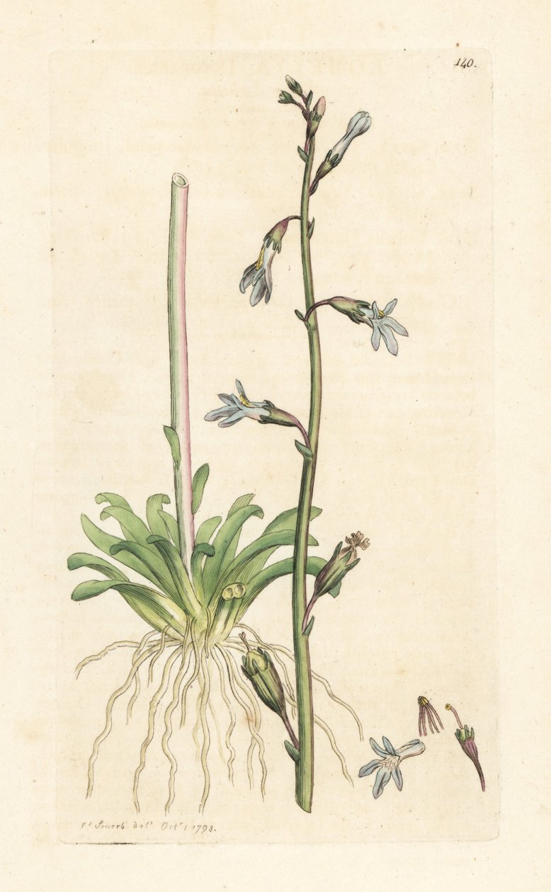 Wasser-Lobelie, Lobelia dortmanna von James Sowerby