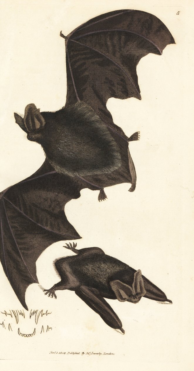 Westliche Bartfledermaus, Barbastella barbastellus barbastellus (Vespertilio barbastellus). Handkolorierter Kupferstich von James Sowerby aus The British Miscellany, oder Coloured figures of new, rare, or little known animal subjects. von James Sowerby