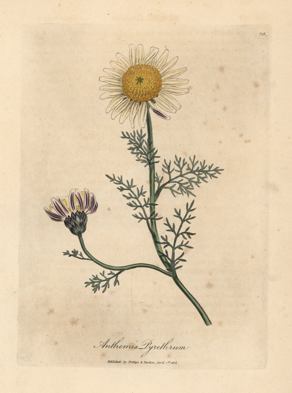 Weiße und gelbe spanische Kamille, Anthemis pyrethrum von James Sowerby