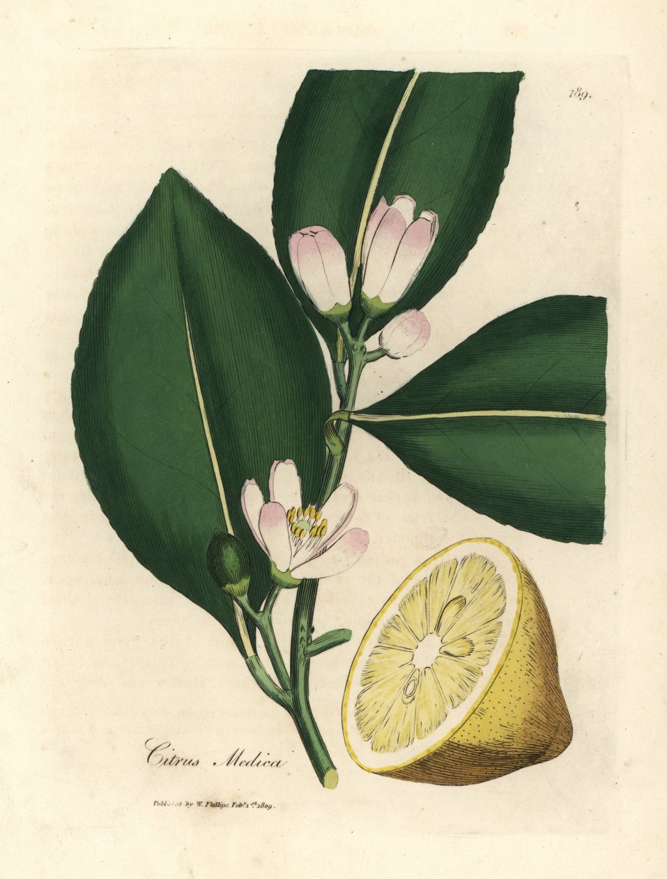 Weiße Blüte und reife Frucht des Zitronenbaums, Citrus medica von James Sowerby