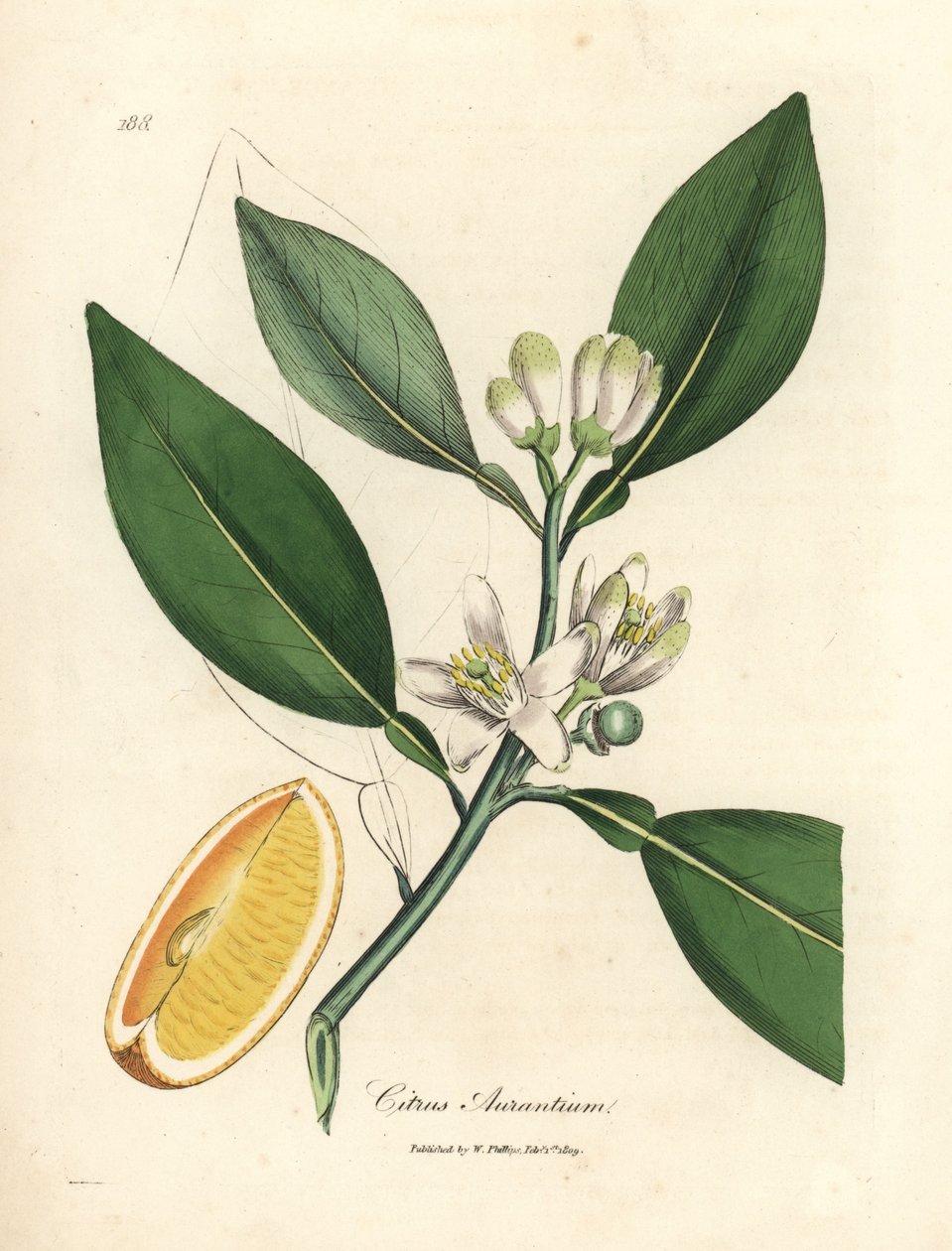 Weiße Blüte und reifer Fruchtabschnitt des Orangenbaums, Citrus aurantium von James Sowerby