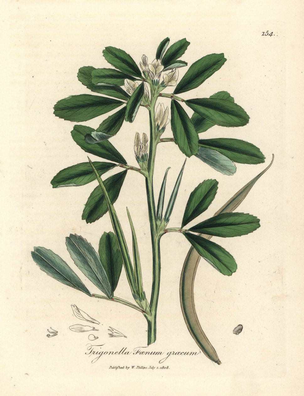 Weiß blühender Bockshornklee mit Samenschote, Trigonella foenum graecum von James Sowerby