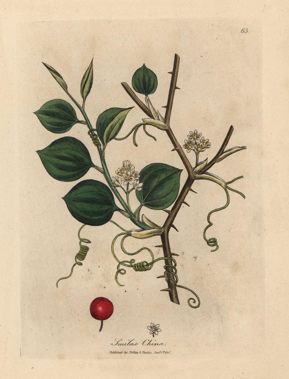 Weiße Blüten, Ranken und rote Beere der Chinesischen Smilax von James Sowerby