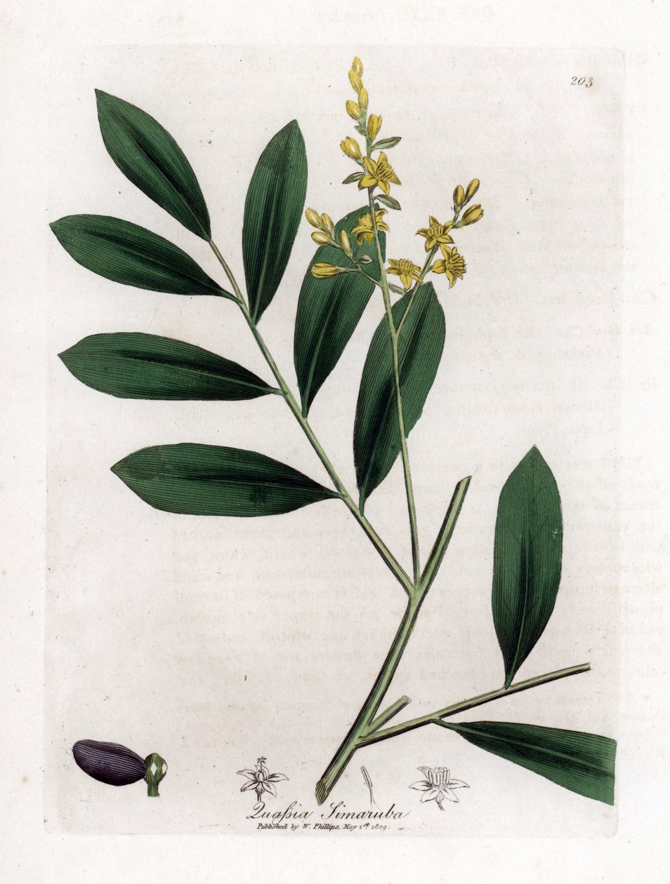 Weißes Mahagoni oder Marupa - Simaruba, Simarouba amara. Handkolorierte Kupferstichgravur aus einer botanischen Illustration von James Sowerby aus William Woodville und Sir William Jackson Hooker