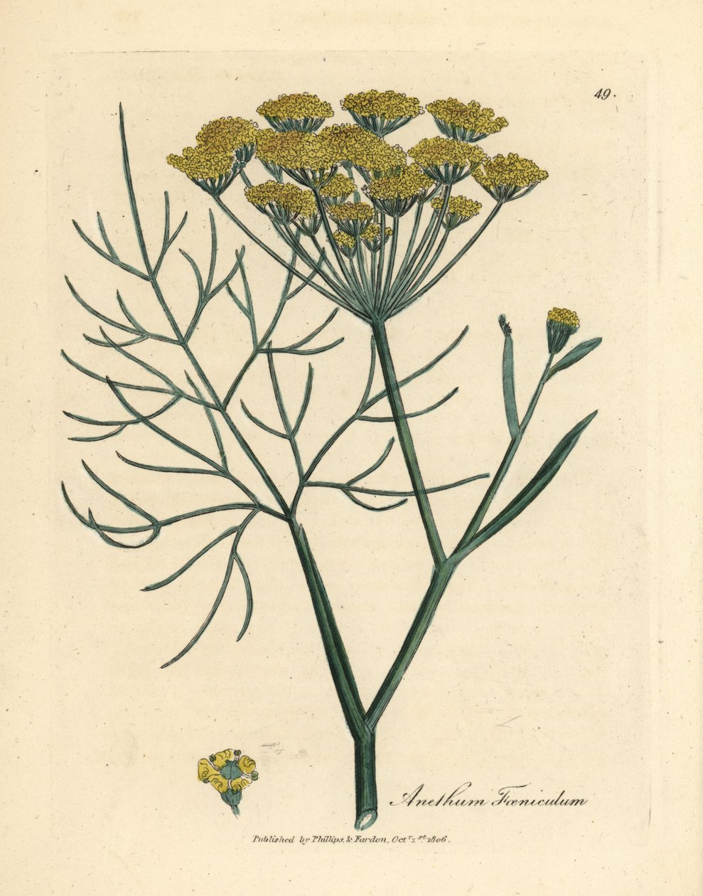 Gelb blühender Fenchel, Anethum foeniculum von James Sowerby