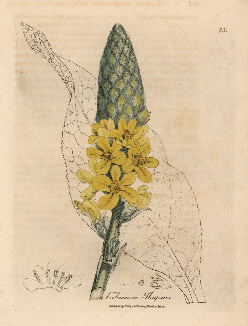 Gelbblühender Großblättriger Königskerze, Verbascum thapsus von James Sowerby