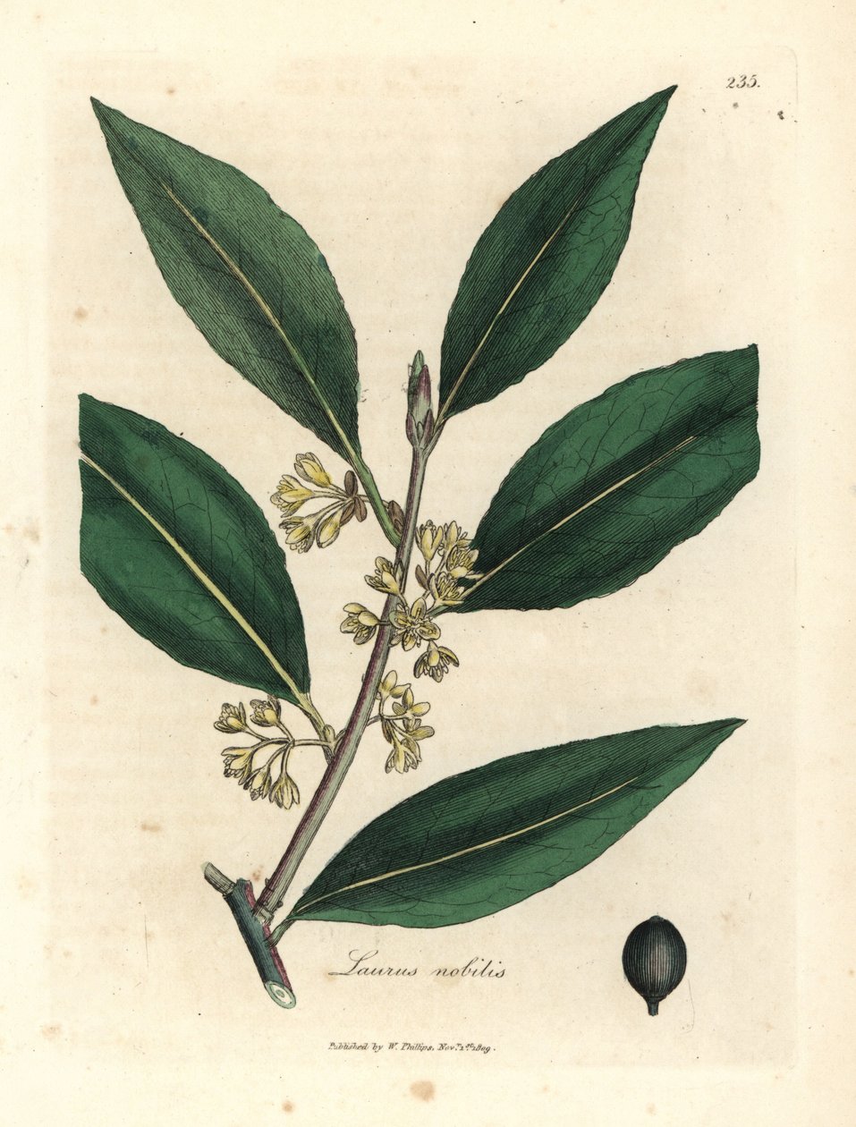Gelbblühender Lorbeer, Laurus nobilis von James Sowerby