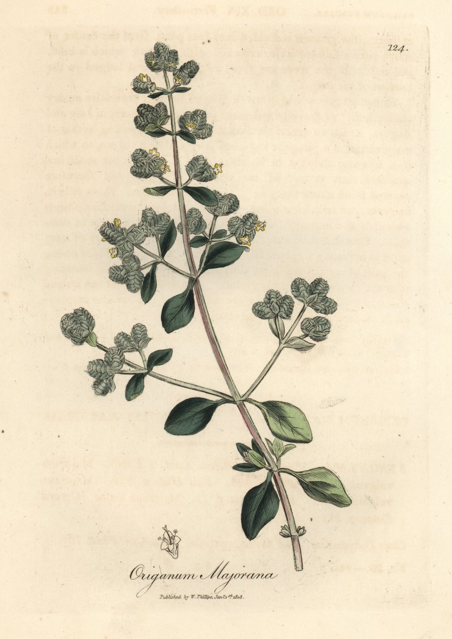 Gelb blühender Majoran, Origanum majorana von James Sowerby