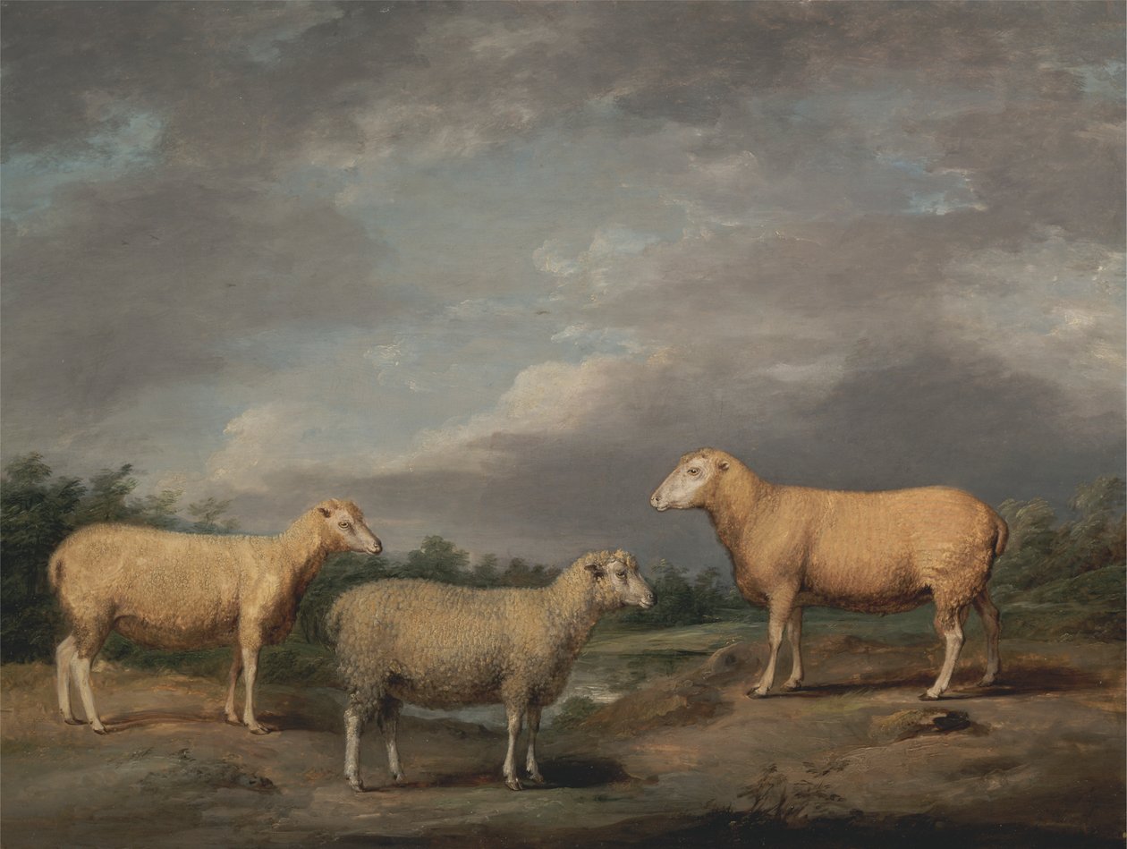 Ryelandschafe, der Widder des Königs, das Mutterschaf des Königs und der Hammel von Lord Somerville von James Ward