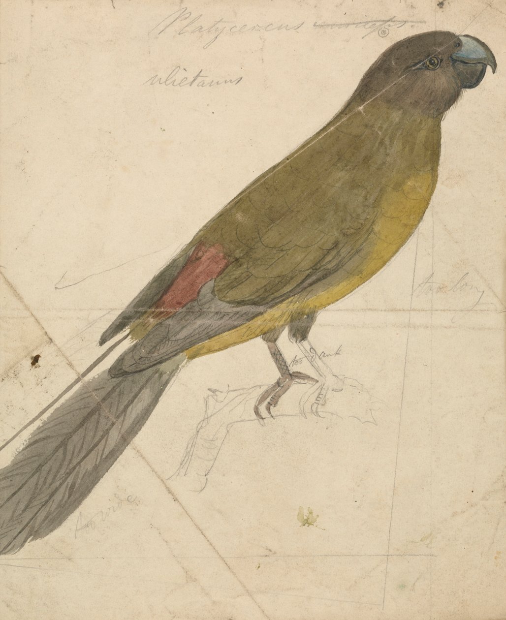 Ein Papagei von James de Carle Sowerby
