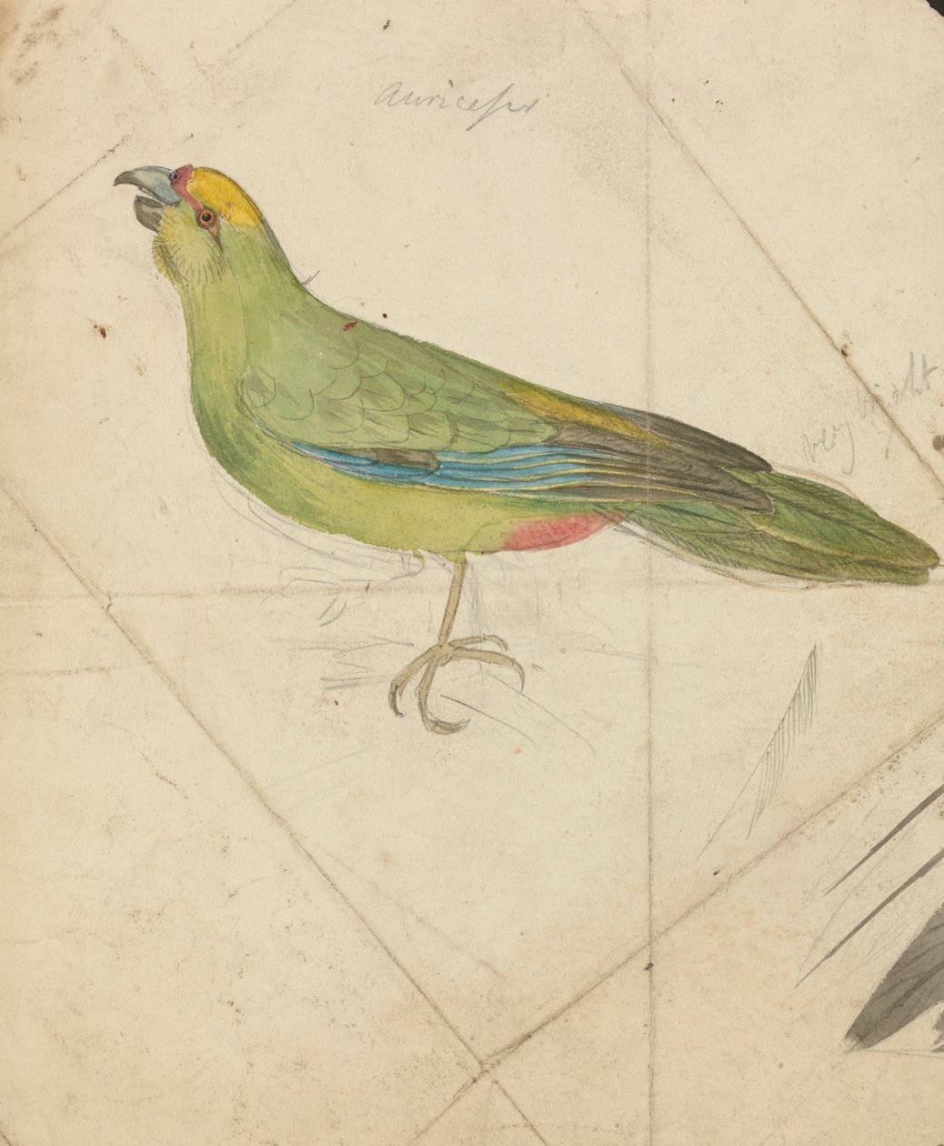 Ein Papagei von James de Carle Sowerby