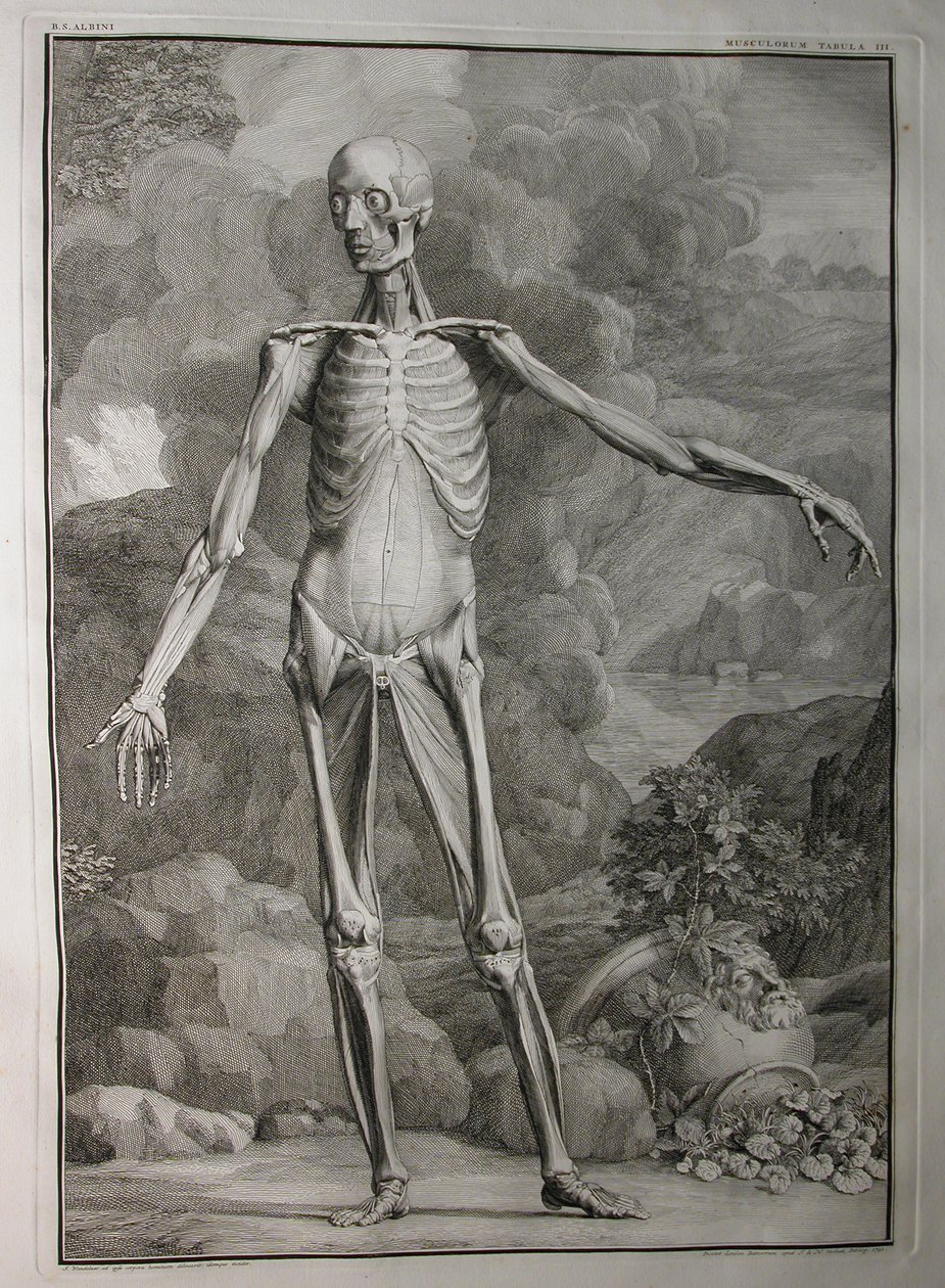 Albinus I, Pl. III: Muskulatur, Illustration aus 