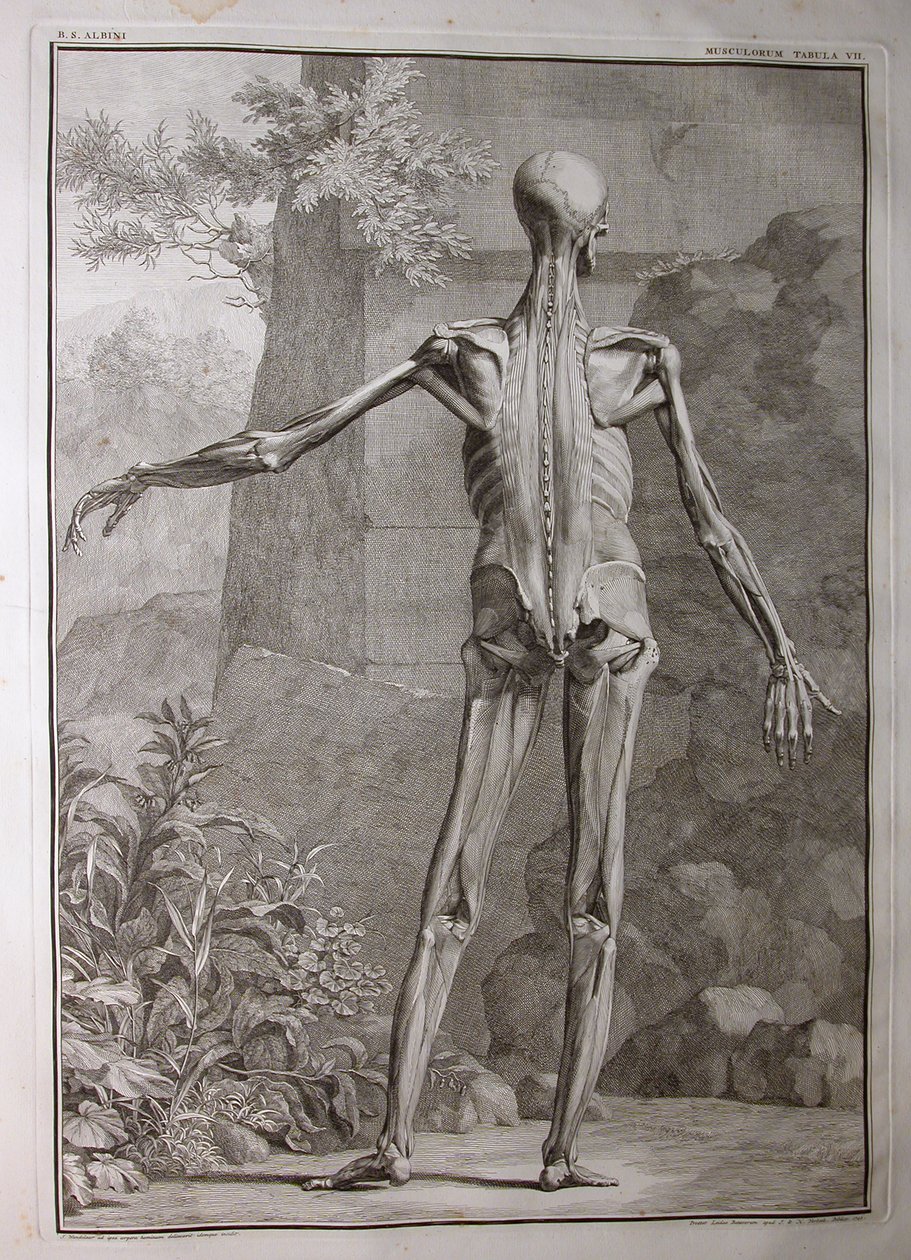 Albinus I, Pl. VII: Muskulatur, Illustration aus 