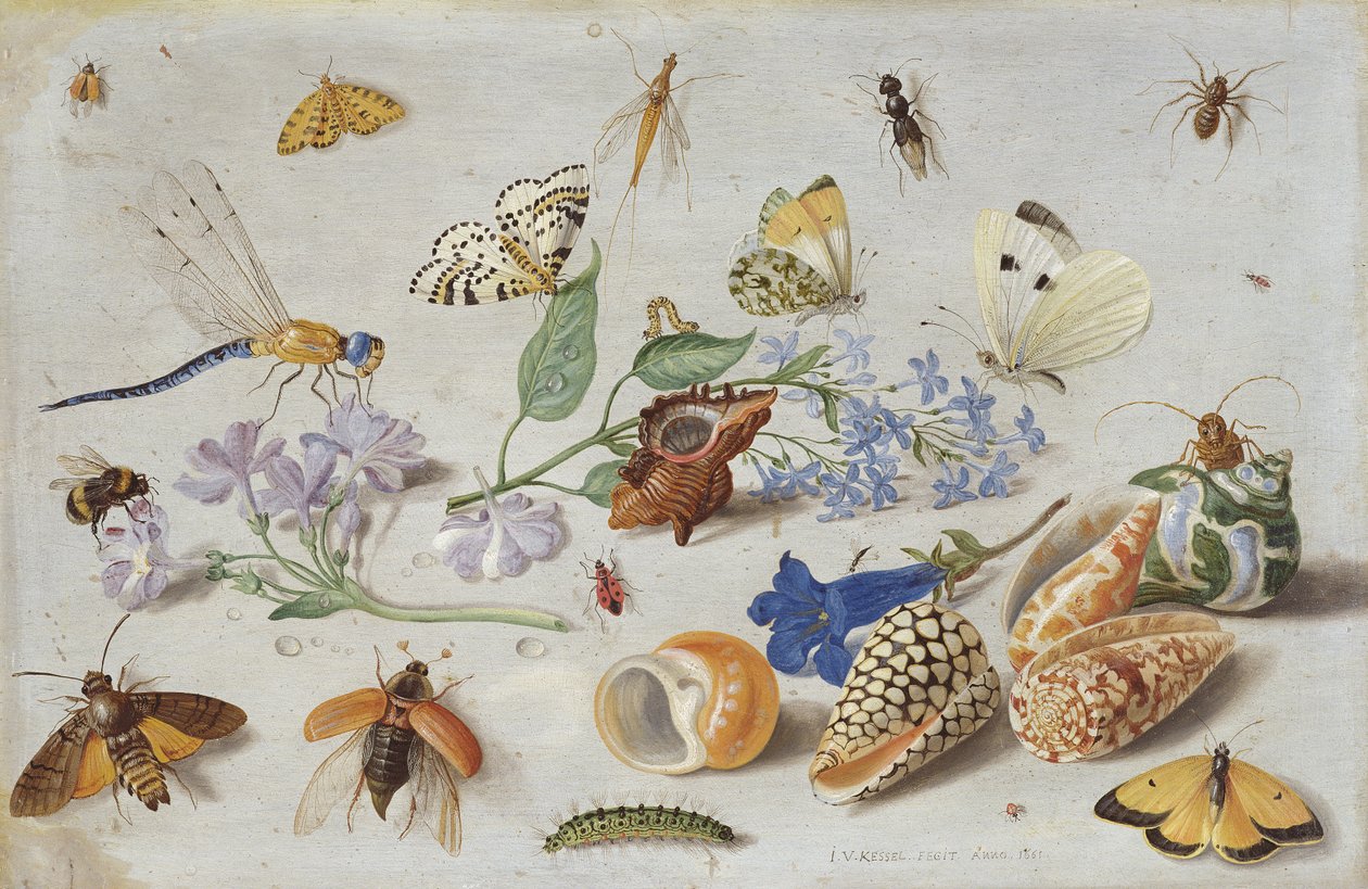 Schmetterlinge und andere Insekten, 1661 von Jan van Kessel the Elder
