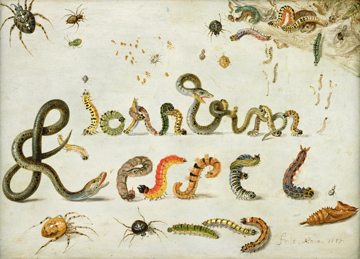 Garten- und andere Spinnen, Raupen buchstabieren den Namen des Künstlers, 1657 von Jan van Kessel the Elder
