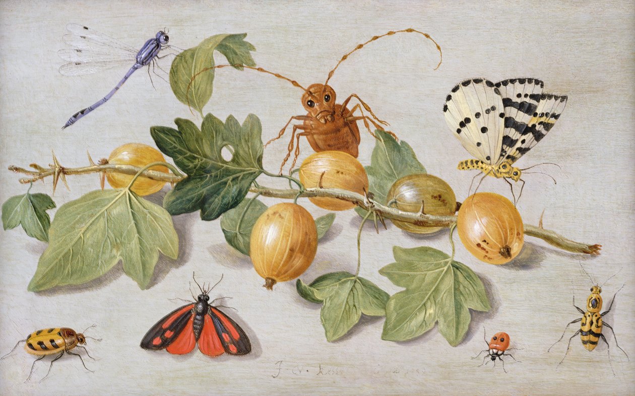 Stillleben mit Stachelbeeren, Schmetterling, Motte, Libelle und anderen Insekten von Jan van Kessel the Elder