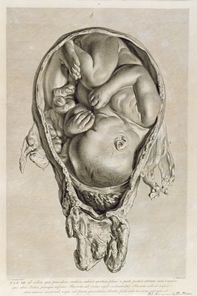 Anatomische Zeichnung eines Fötus im Mutterleib, graviert von Francois Simon Ravenet (1706-74) veröffentlicht 1774 von Jan van Rymsdyk